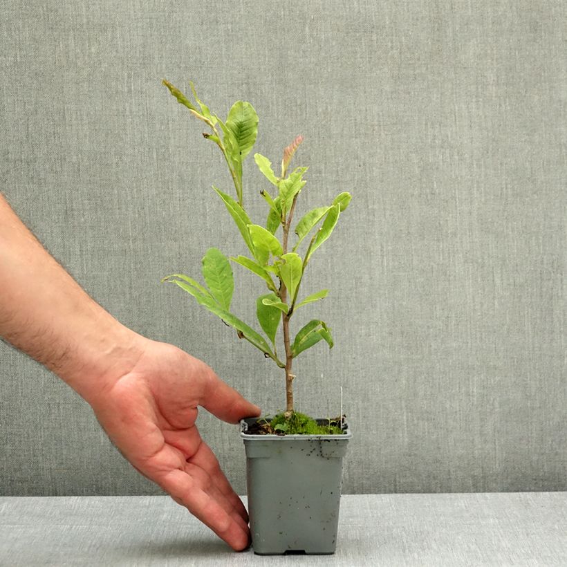 Esimerkki keväällä toimitetusta Tarhamagnolia Leonard Messel Ruukku 12 cm / 13 cm-taimesta
