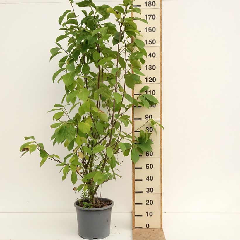 Esimerkki kesällä toimitetusta Loistomagnolia Andre Leroy Pot de 7,5L/10L-taimesta