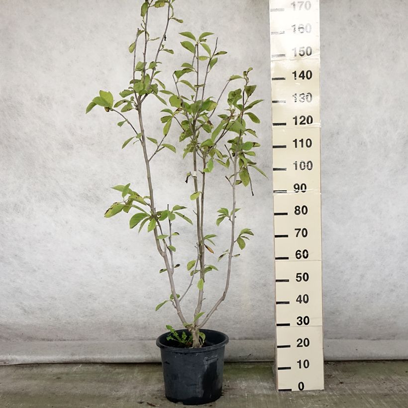 Esimerkki kesällä toimitetusta Liljamagnolia Manchu Fan Pot de 7,5L/10L-taimesta