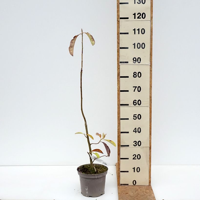 Esimerkki syksyllä toimitetusta Liljamagnolia - Magnolia officinalis 4 litran/5 litran ruukku-taimesta