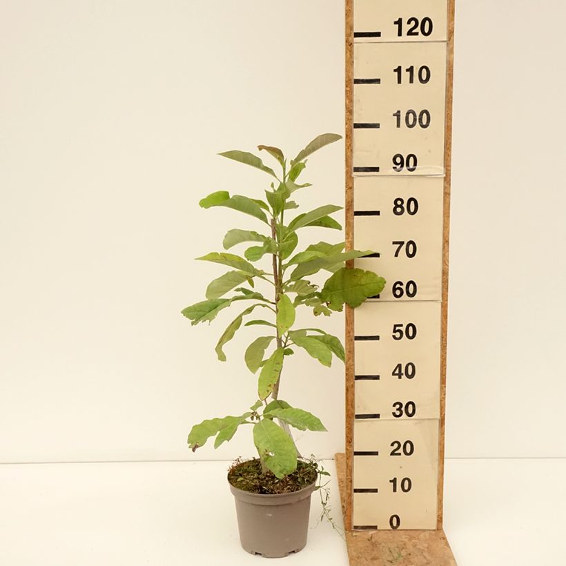 Esimerkki kesällä toimitetusta Liljamagnolia - Magnolia officinalis 4 litran/5 litran ruukku-taimesta