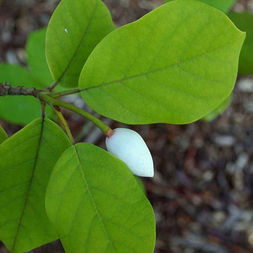 Pensasmagnolia - Magnolia sieboldii (Lehvistö)
