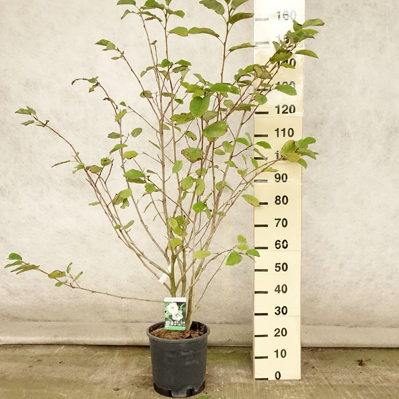 Esimerkki kesällä toimitetusta Pensasmagnolia - Magnolia sieboldii Ruukku 12L / 15L-taimesta
