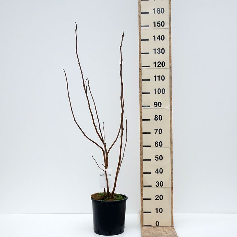 Esimerkki talvella toimitetusta Pensasmagnolia - Magnolia sieboldii 12 litran/15 litran ruukku-taimesta