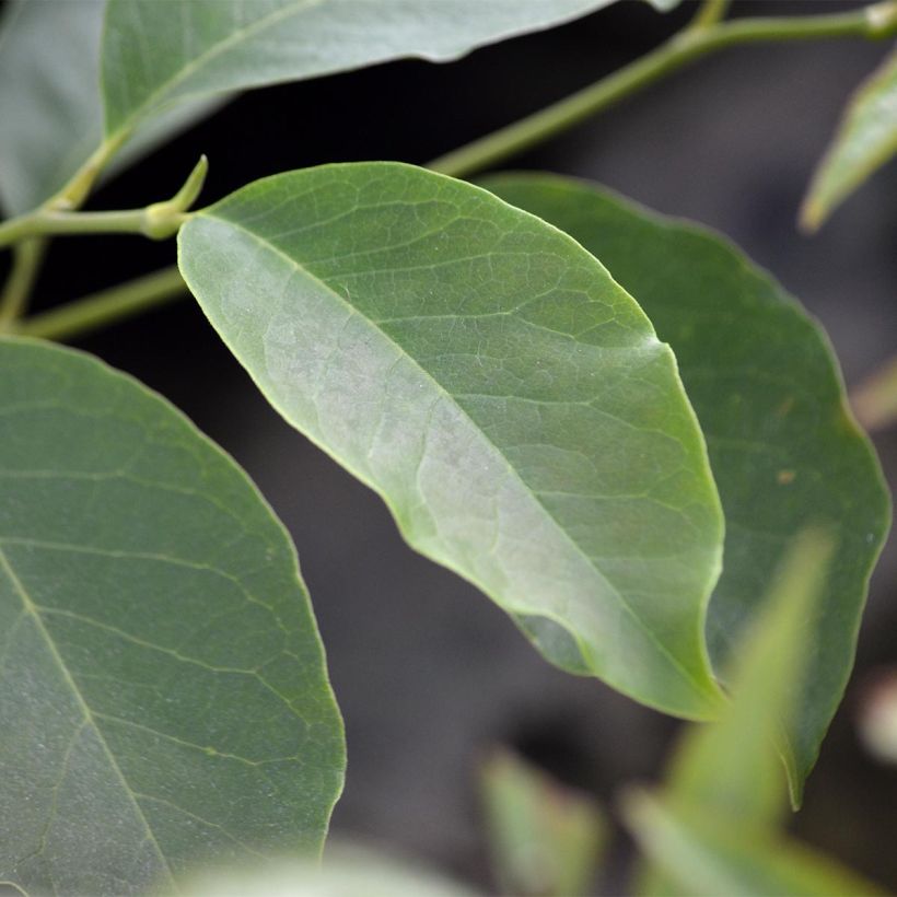 Loistomagnolia - Magnolia x soulangeana (Lehvistö)