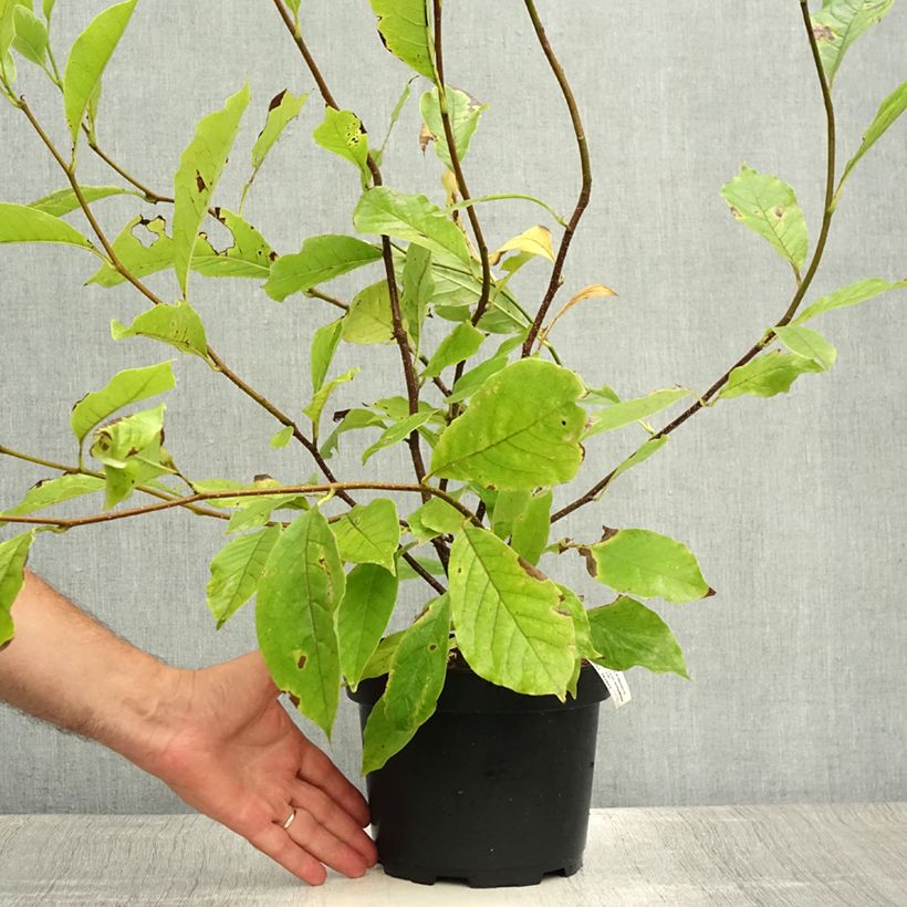 Esimerkki kesällä toimitetusta Loistomagnolia - Magnolia x soulangeana Ruukku 3L / 4L-taimesta