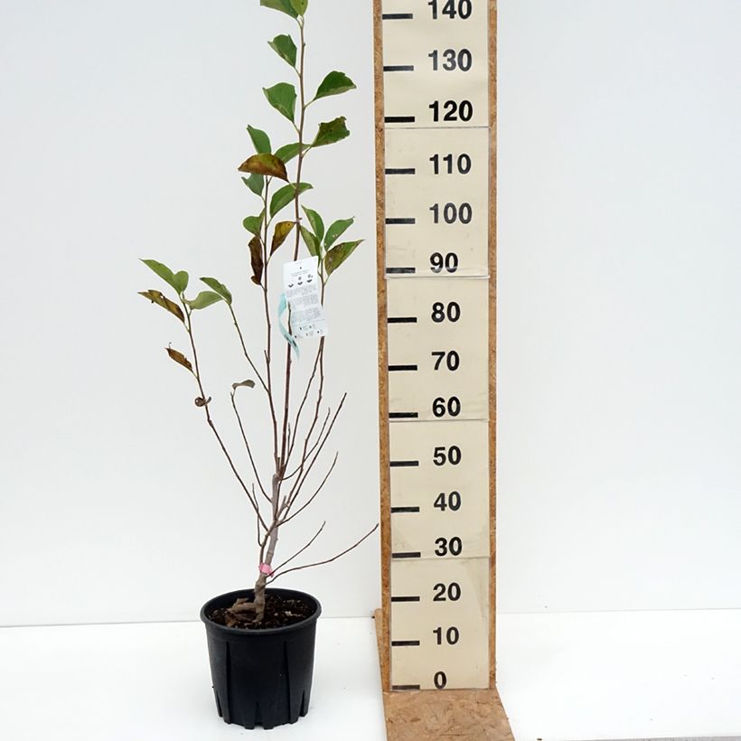 Esimerkki syksyllä toimitetusta Loistomagnolia - Magnolia x soulangeana 7,5 litran / 10 litran ruukku-taimesta
