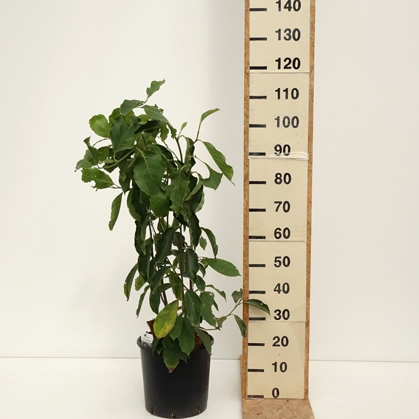 Esimerkki kesällä toimitetusta Loistomagnolia - Magnolia x soulangeana Ruukku 7,5L / 10L-taimesta