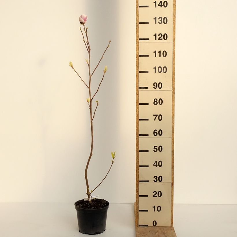 Esimerkki keväällä toimitetusta Magnolia soulangeana Rustica Rubra Pot de 3L/4L-taimesta