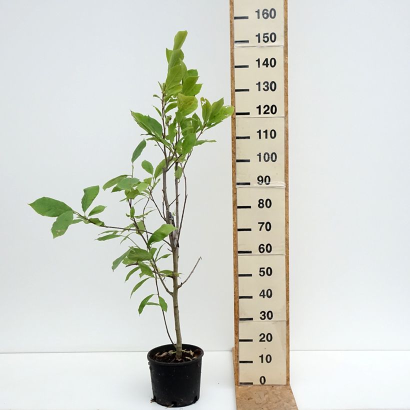 Esimerkki kesällä toimitetusta Loistomagnolia Rustica Rubra Ruukku 7,5L / 10L-taimesta