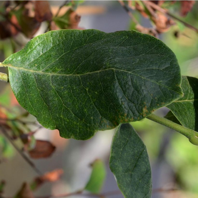 Loistomagnolia Rustica Rubra (Lehvistö)