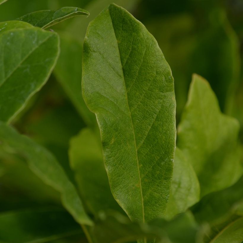 Tähtimagnolia - Magnolia stellata (Lehvistö)