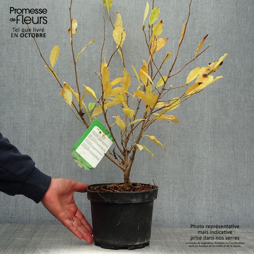 Esimerkki syksyllä toimitetusta Tähtimagnolia - Magnolia stellata 2 litran/3 litran ruukku-taimesta