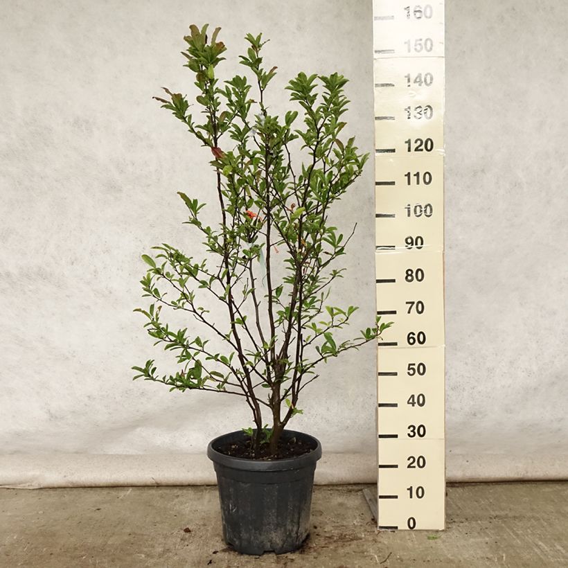 Esimerkki kesällä toimitetusta Tähtimagnolia - Magnolia stellata Ruukku 20L / 25L-taimesta
