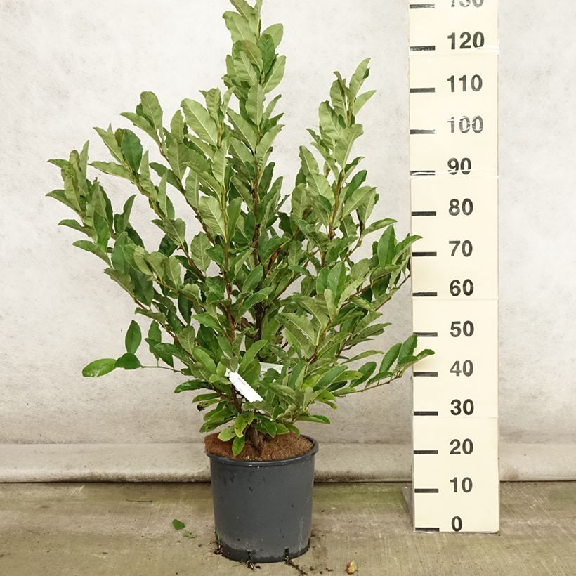 Esimerkki kesällä toimitetusta Tähtimagnolia - Magnolia stellata Ruukku 7,5L / 10L-taimesta