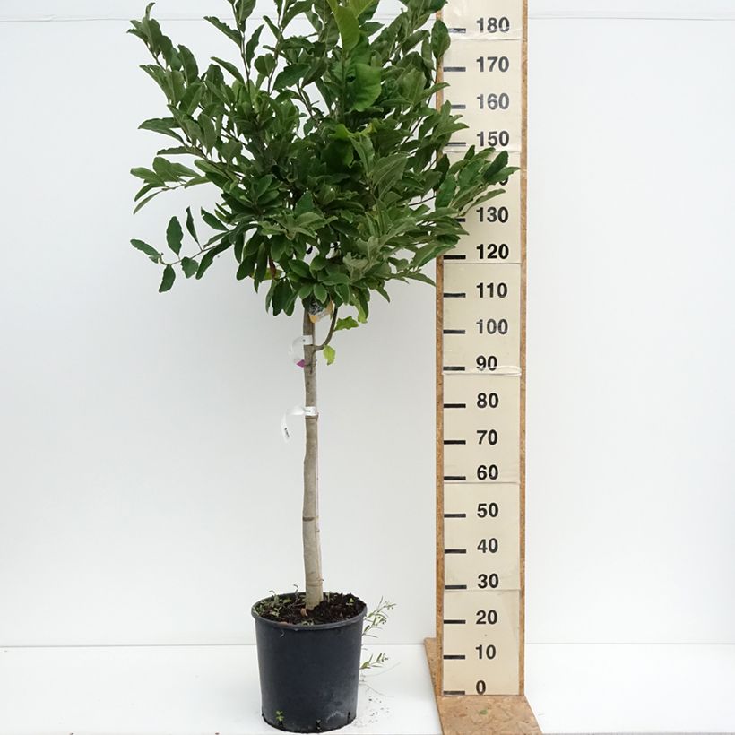 Esimerkki kesällä toimitetusta Tähtimagnolia - Magnolia stellata Ruukku 18L / 20L, Demi-Tige-taimesta