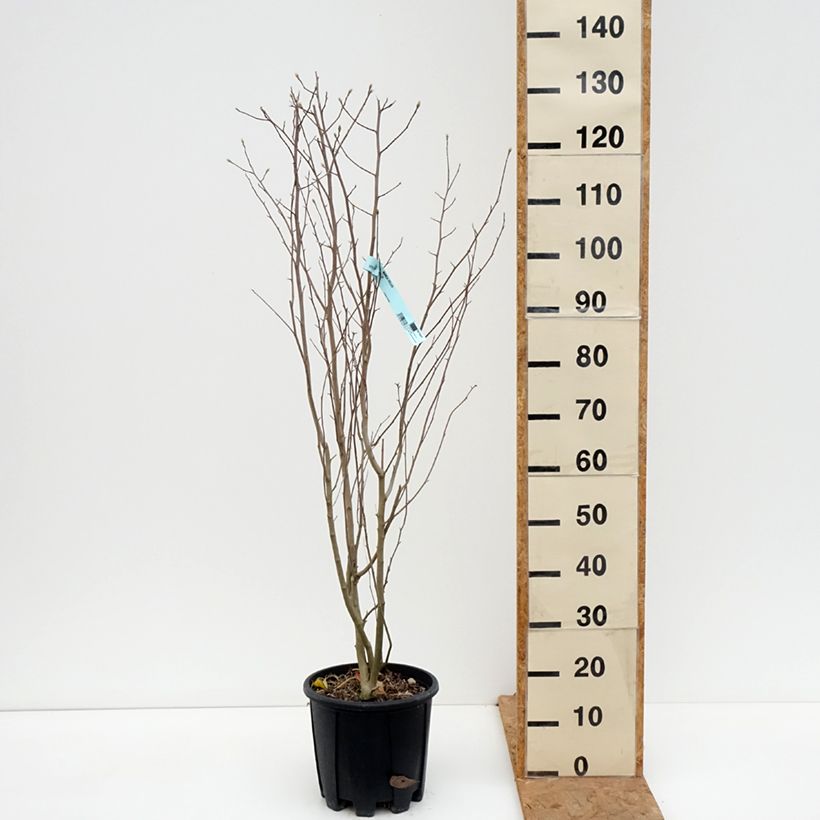 Esimerkki syksyllä toimitetusta Tähtimagnolia - Magnolia stellata 7,5 litran / 10 litran ruukku-taimesta