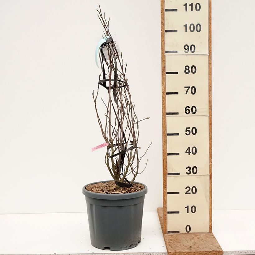 Esimerkki talvella toimitetusta Tähtimagnolia Rosea Pot de 18L/20L-taimesta