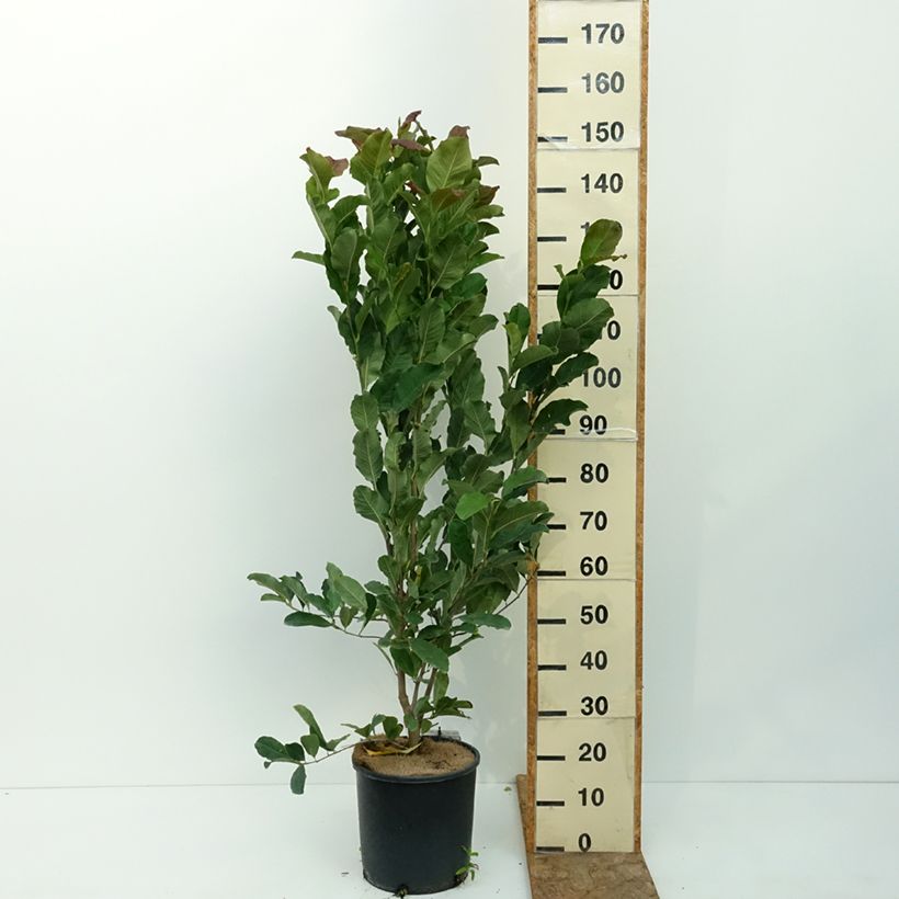 Esimerkki kesällä toimitetusta Tähtimagnolia Rosea 7,5 litran / 10 litran ruukku-taimesta