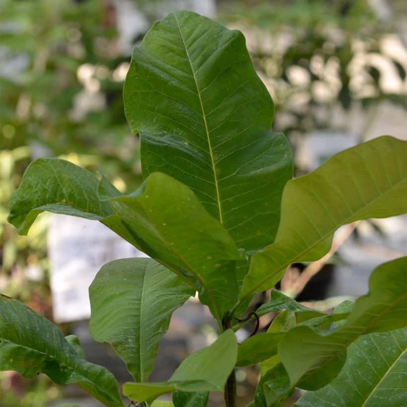 Sateenvarjomagnolia - Magnolia tripetala (Lehvistö)
