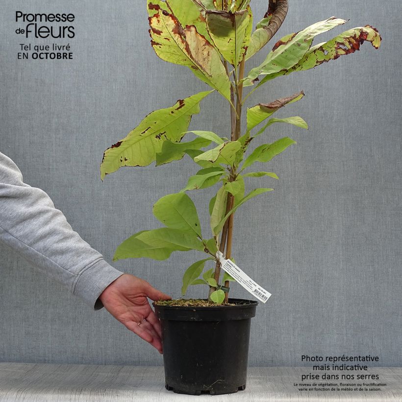 Esimerkki syksyllä toimitetusta Sateenvarjomagnolia - Magnolia tripetala 3 litran/4 litran ruukku-taimesta