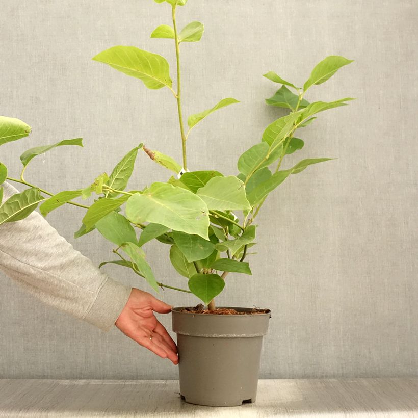 Esimerkki syksyllä toimitetusta Magnolia x soulangeana Cameo  Pot de 4L/5L-taimesta