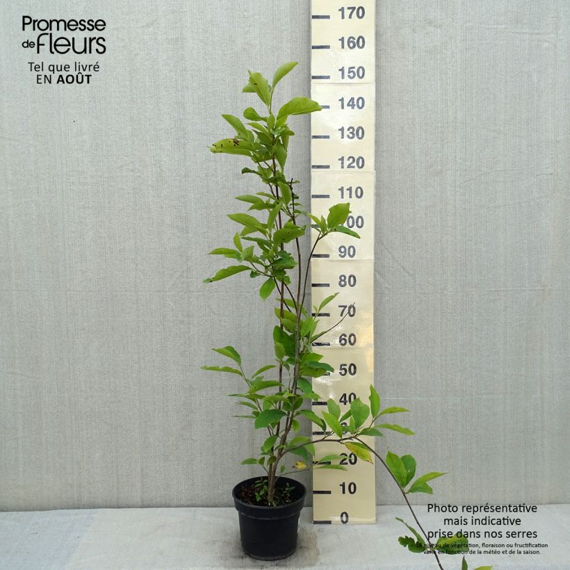 Esimerkki kesällä toimitetusta Loistomagnolia Lennei Pot de 4L/5L-taimesta