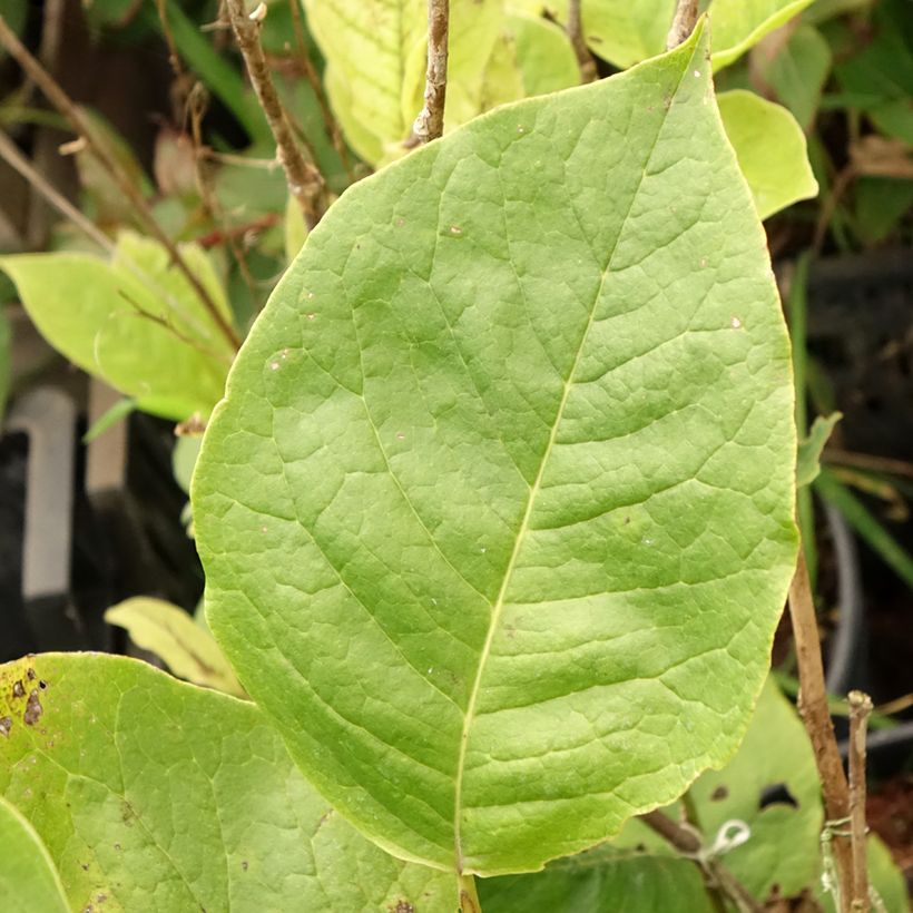 Loistomagnolia Lennei (Lehvistö)
