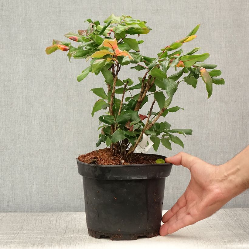 Esimerkki kesällä toimitetusta Mahonia aquifolium Pot de 2L/3L-taimesta
