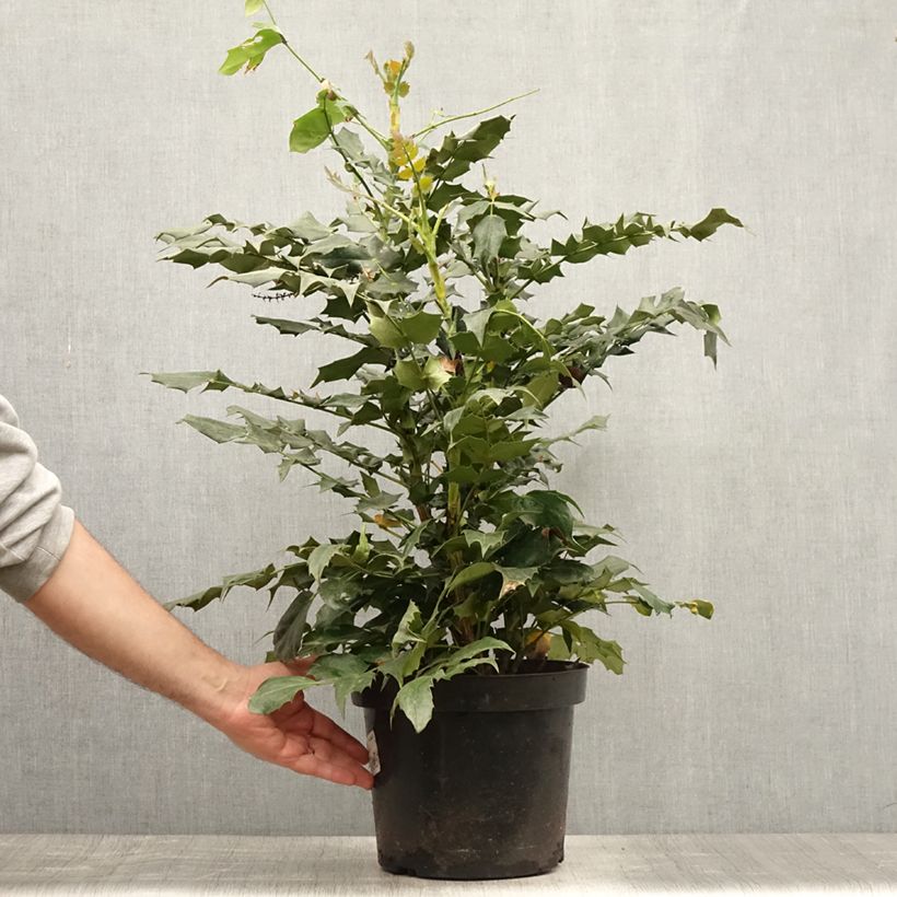 Esimerkki kesällä toimitetusta Mahonia bealei Pot de 7,5L/10L-taimesta