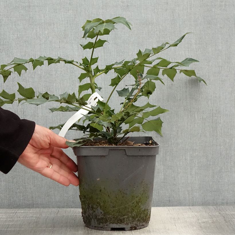 Esimerkki keväällä toimitetusta Mahonia bealei Pot de 3L/4L-taimesta