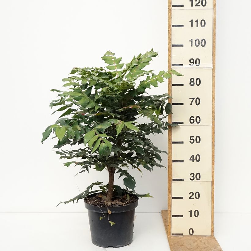Esimerkki syksyllä toimitetusta Mahonia bealei 7,5 litran / 10 litran ruukku-taimesta