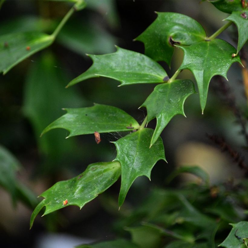 Mahonia nitens Cabaret (Lehvistö)