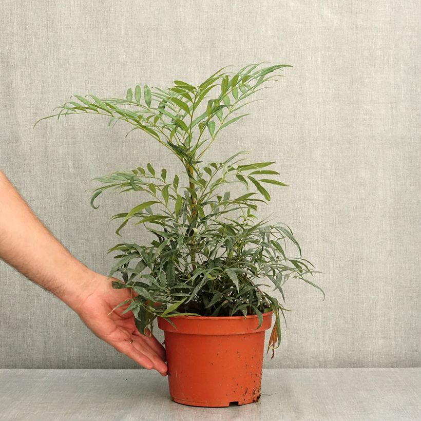 Esimerkki kesällä toimitetusta Mahonia eurybracteata Nara Hiri 2 litran/3 litran ruukku-taimesta