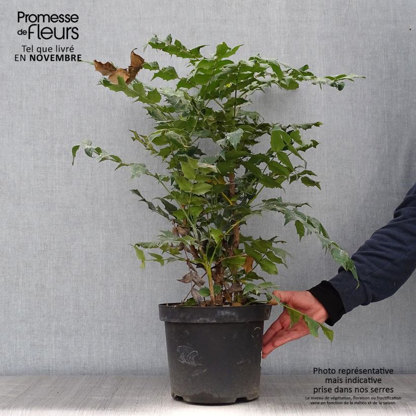 Esimerkki syksyllä toimitetusta Japaninmahonia Hivernant 7,5 litran / 10 litran ruukku-taimesta