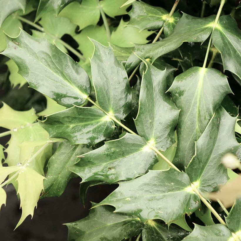 Japaninmahonia Hivernant (Lehvistö)