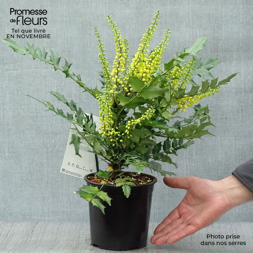 Esimerkki syksyllä toimitetusta Mahonia media Charity 2 litran/3 litran ruukku-taimesta