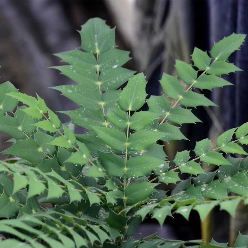 Mahonia media Charity (Lehvistö)