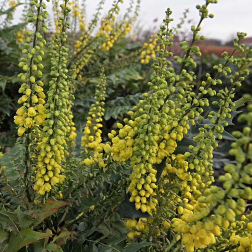 Mahonia media Winter Sun (Kukinta)