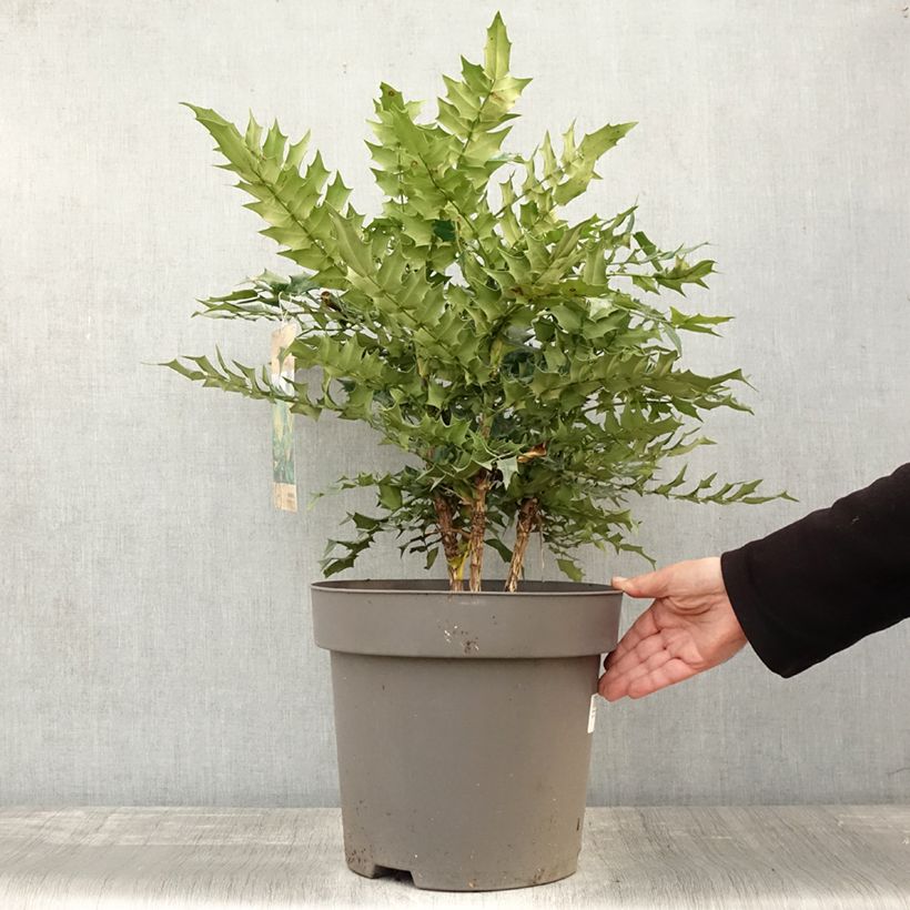 Esimerkki syksyllä toimitetusta Mahonia media Winter Sun Pot de 7,5L/10L-taimesta