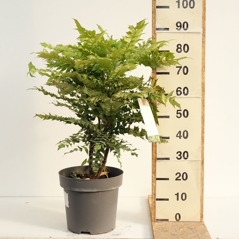Esimerkki kesällä toimitetusta Mahonia media Winter Sun Pot de 7,5L/10L-taimesta