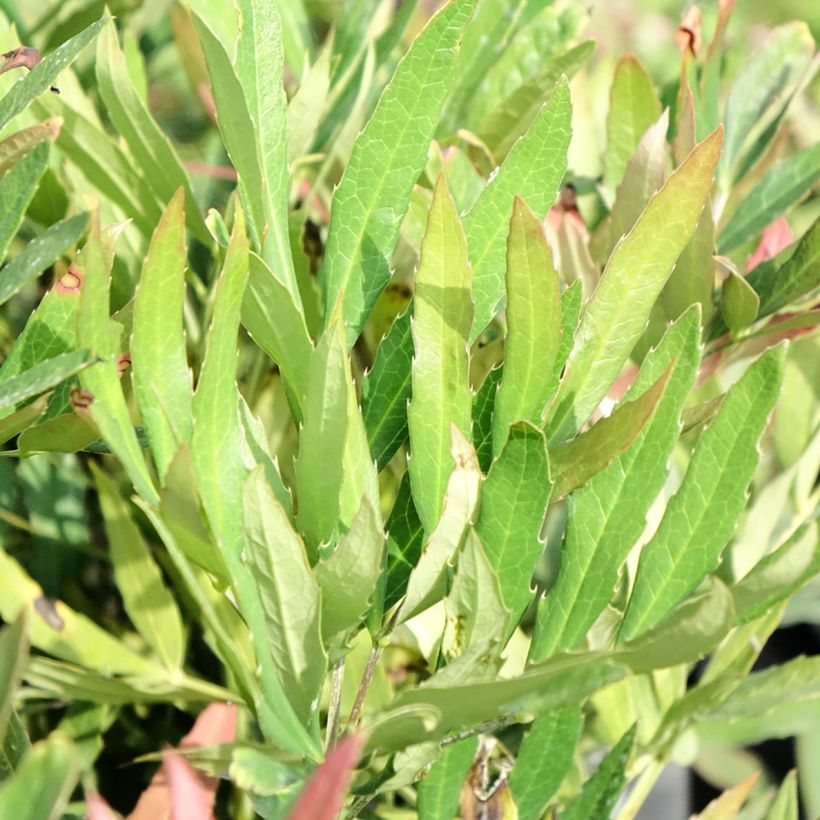Mahonia sinensis (Lehvistö)