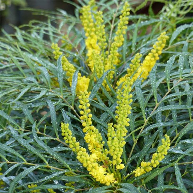 Mahonia eurybracteata Soft Caress (Kukinta)