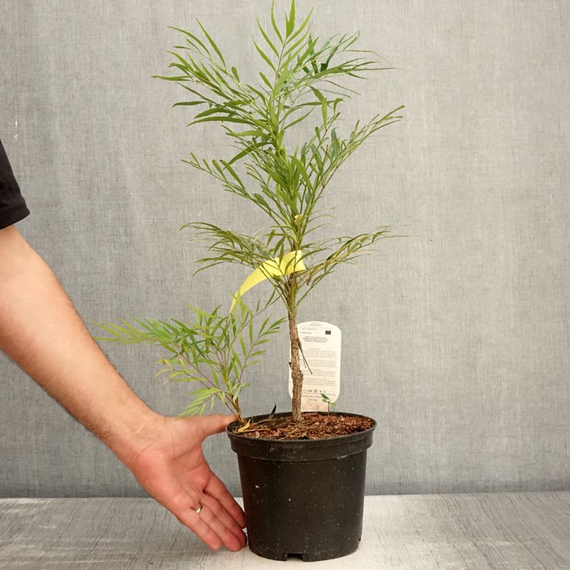 Esimerkki kesällä toimitetusta Mahonia eurybracteata Soft Caress Ruukku 3L / 4L-taimesta