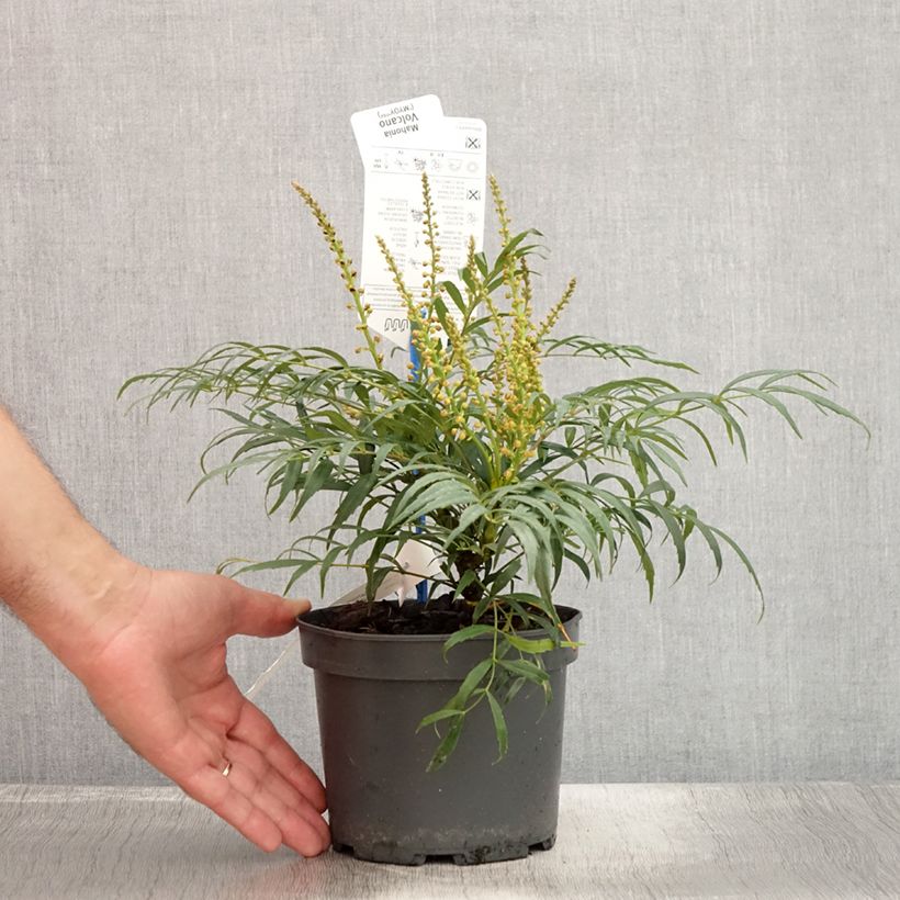 Esimerkki kesällä toimitetusta Mahonia eurybracteata Volcano Ruukku 2L / 3L-taimesta