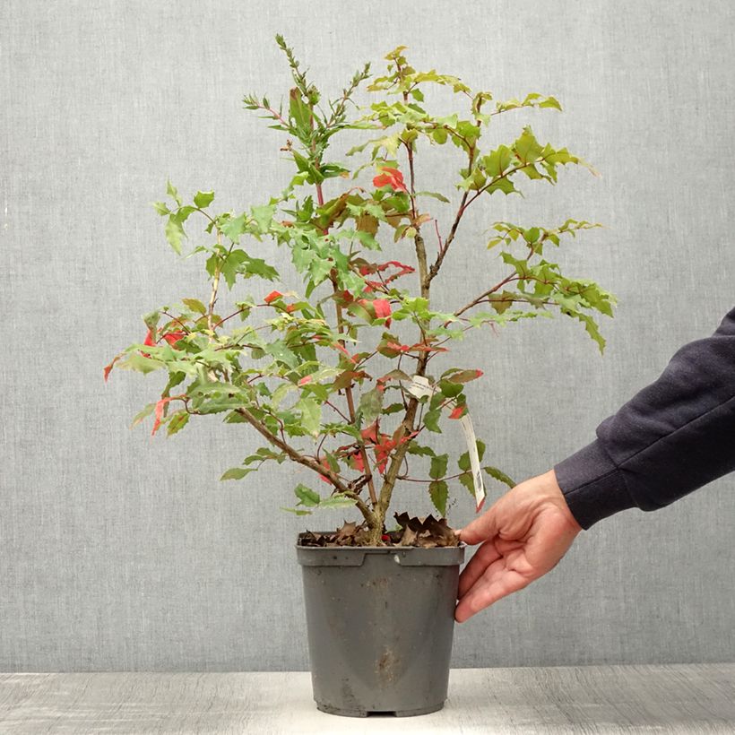 Esimerkki kesällä toimitetusta Mahonia wagneri Pinnacle Pot de 4L/5L-taimesta