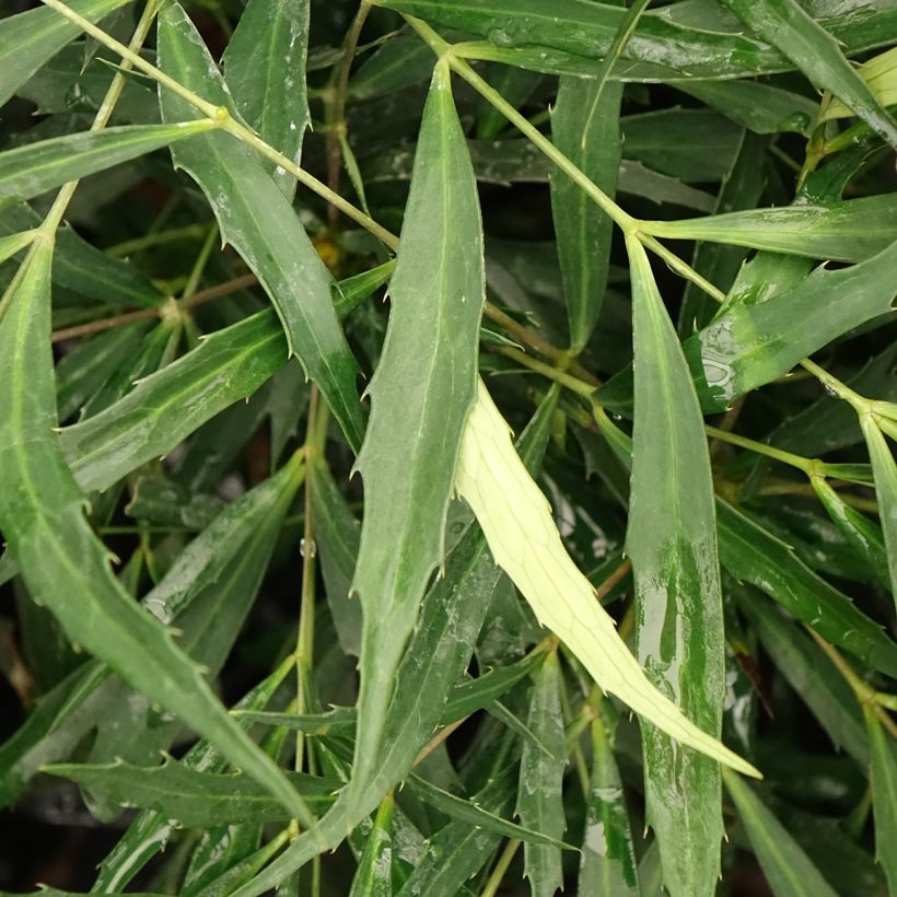 Mahonia eurybracteata Sweet Winter (Lehvistö)