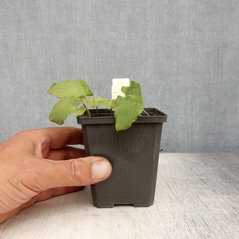 Esimerkki kesällä toimitetusta Oravanmarja - Maianthemum bifolium Godet de 8/9 cm-taimesta