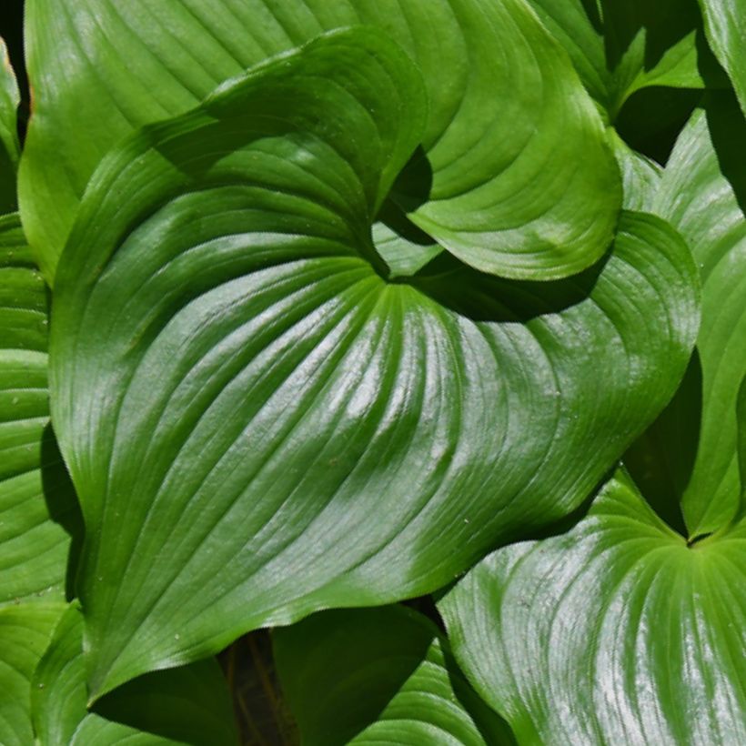 Oravanmarja - Maianthemum kamtschaticum (Lehvistö)