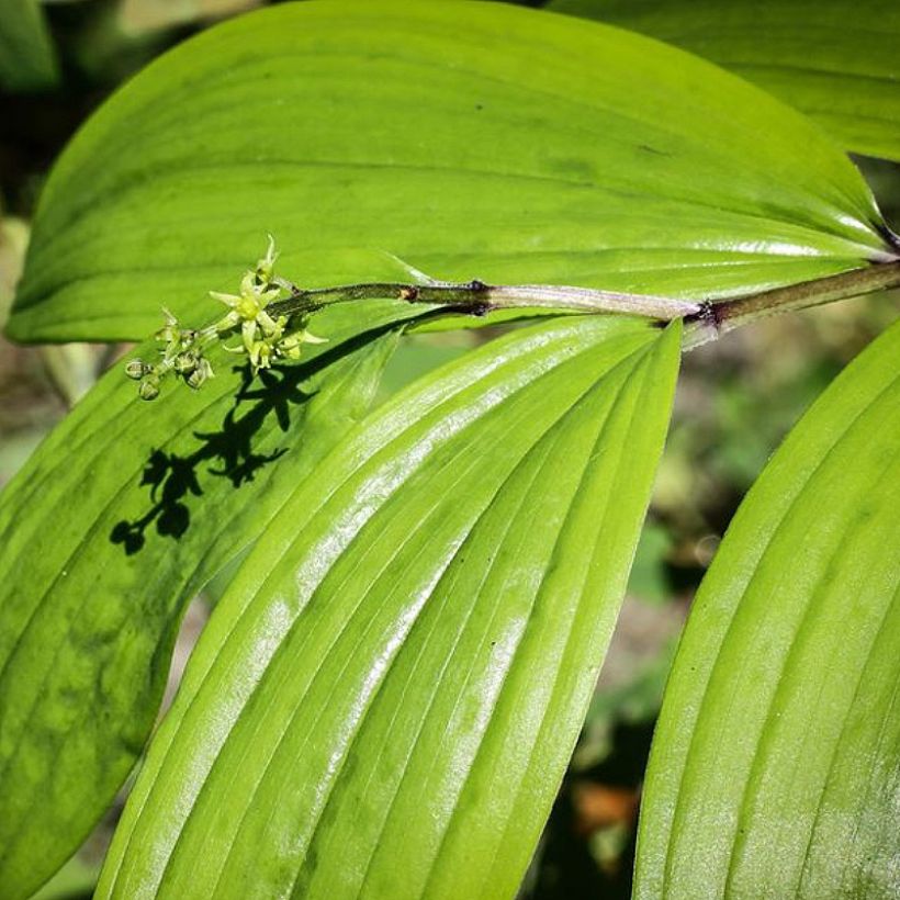 Oravanmarja - Maianthemum tatsienense (Lehvistö)